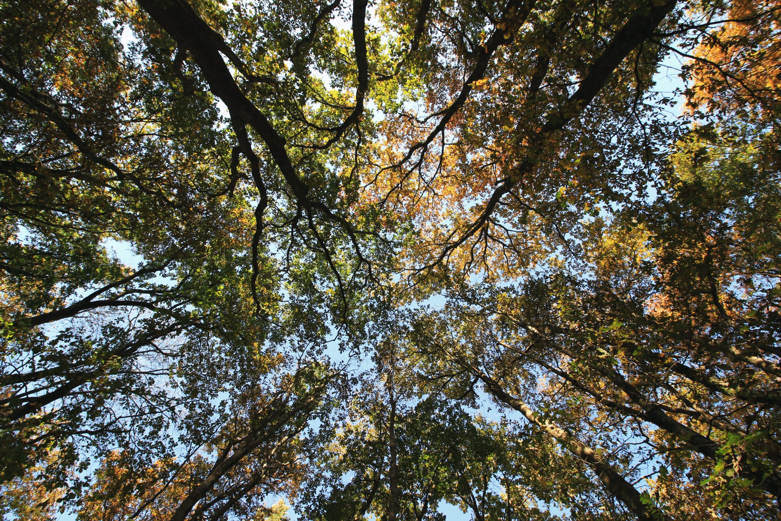 NER Group y Walter Pack, de la mano en un proyecto de reforestación en Mallabia